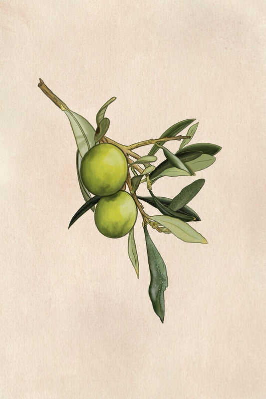 Olive Branch
